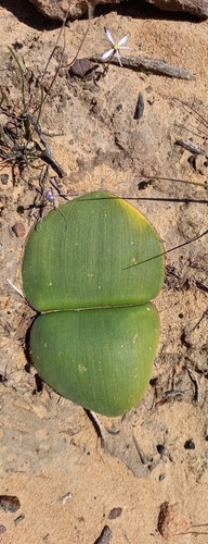 Haemanthus sanguineus