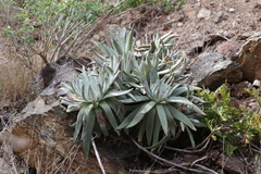 Dudleya virens