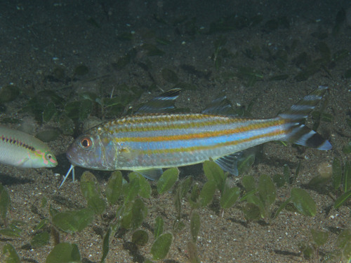 Upeneus vittatus observed 2023-11-10
