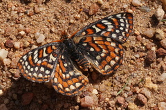 Euphydryas editha quino