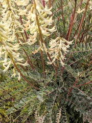 Astragalus oxyphysus