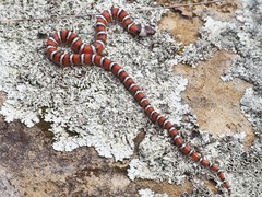 Lampropeltis zonata