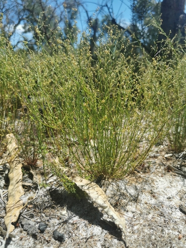 Gonocarpus pithyoides (Gonocarpus pithyoides)