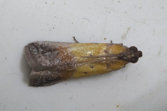 Piesmopoda semilutea