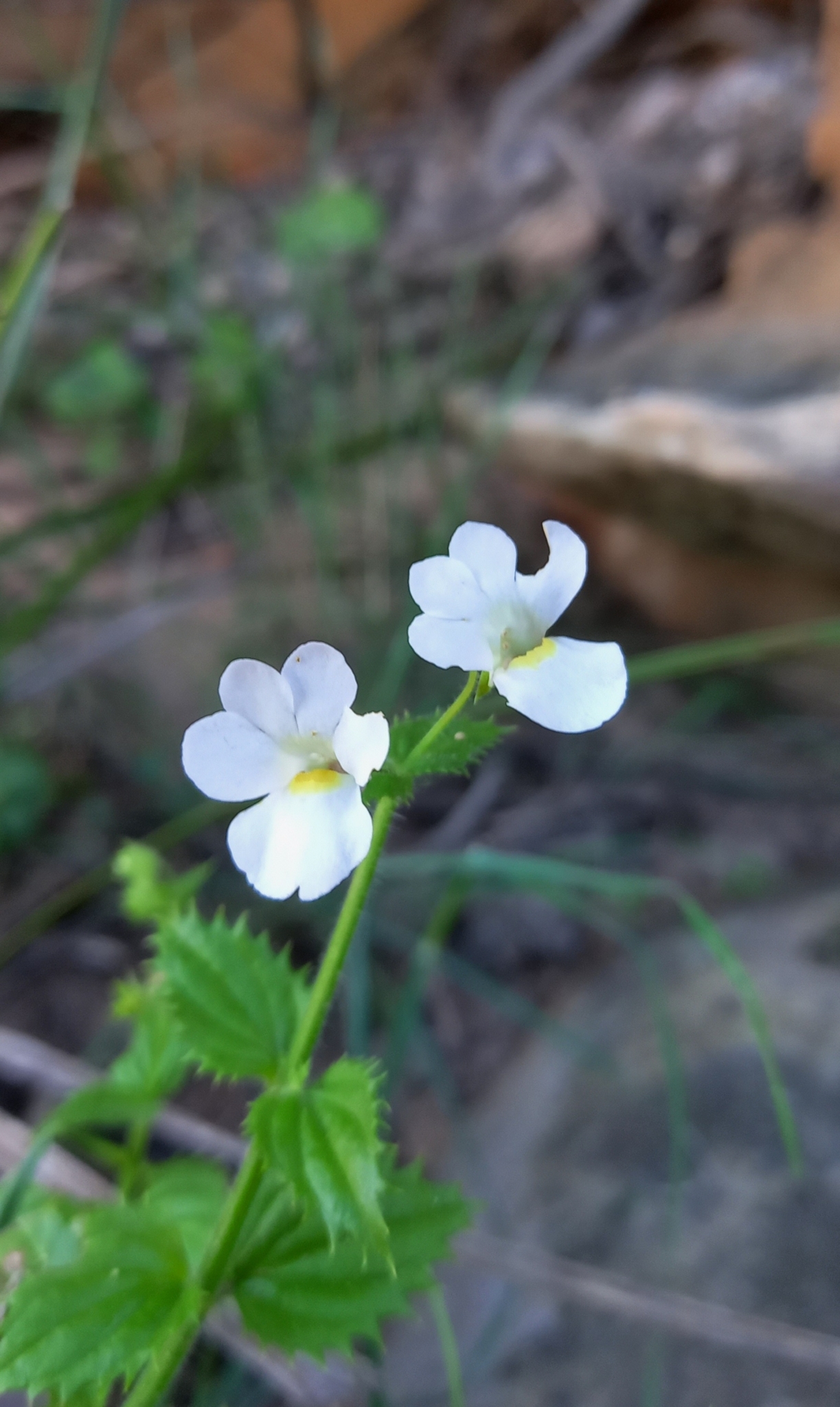 Nemesia acornis