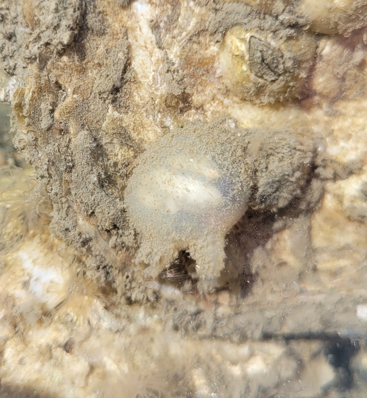 Molgula manhattensis (De Kay, 1843)