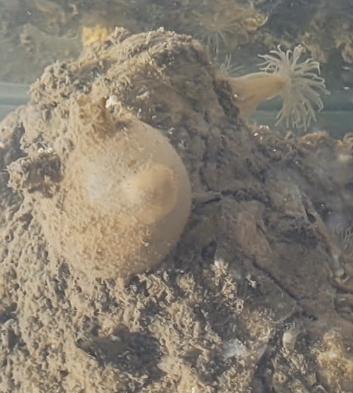 Molgula manhattensis (De Kay, 1843)