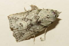 Calathusa basicunea