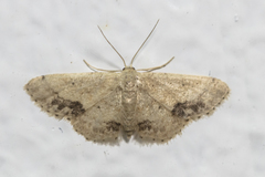 Idaea chotaria