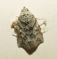 Calathusa basicunea