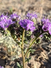 Phacelia popei