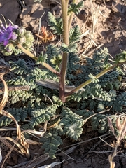 Phacelia popei