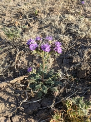 Phacelia popei