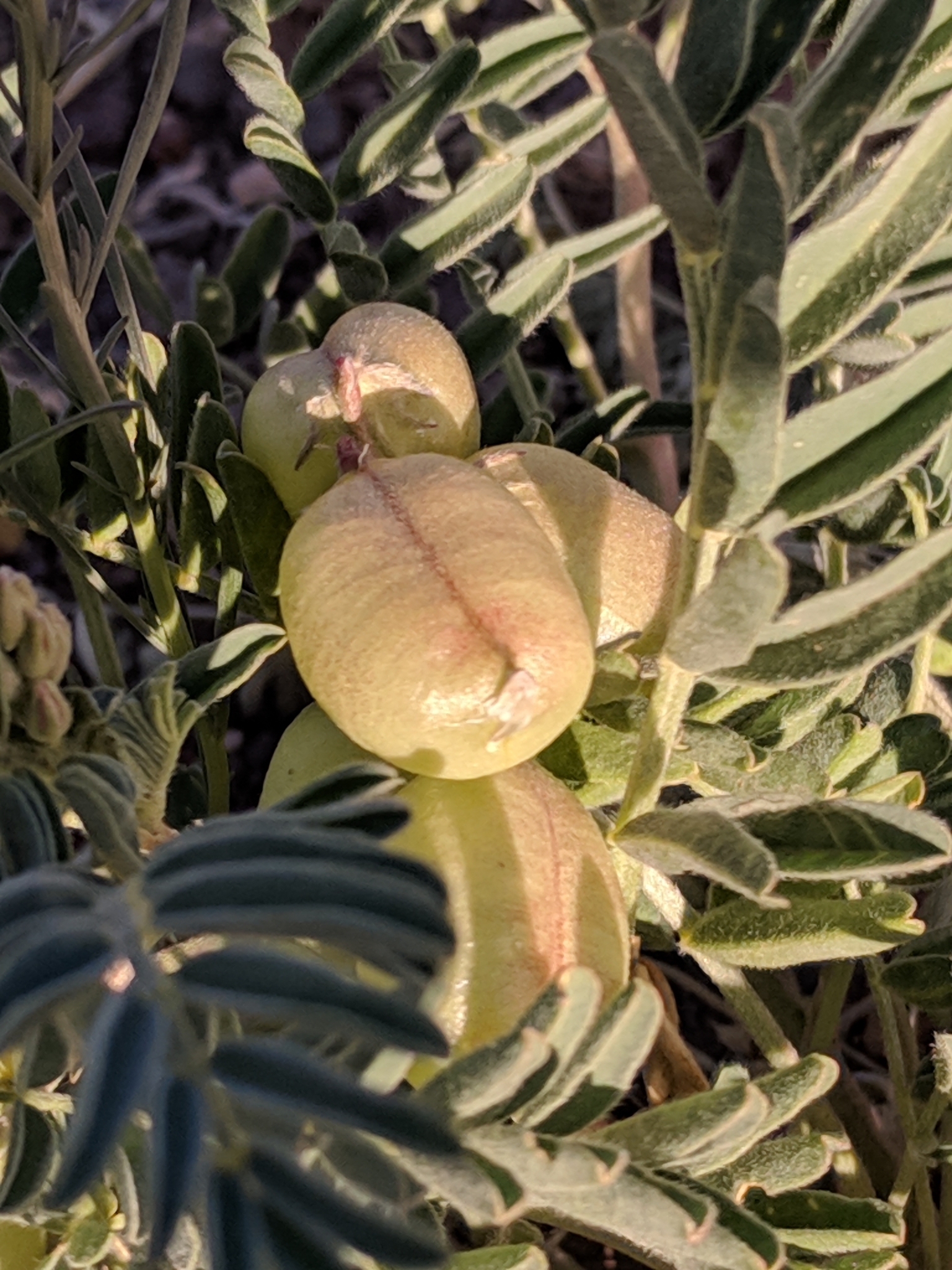 Astragalus wootonii