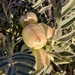 Astragalus wootonii - Photo (c) Alison Northup,  זכויות יוצרים חלקיות (CC BY), הועלה על ידי Alison Northup