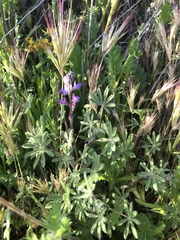 Lupinus concinnus