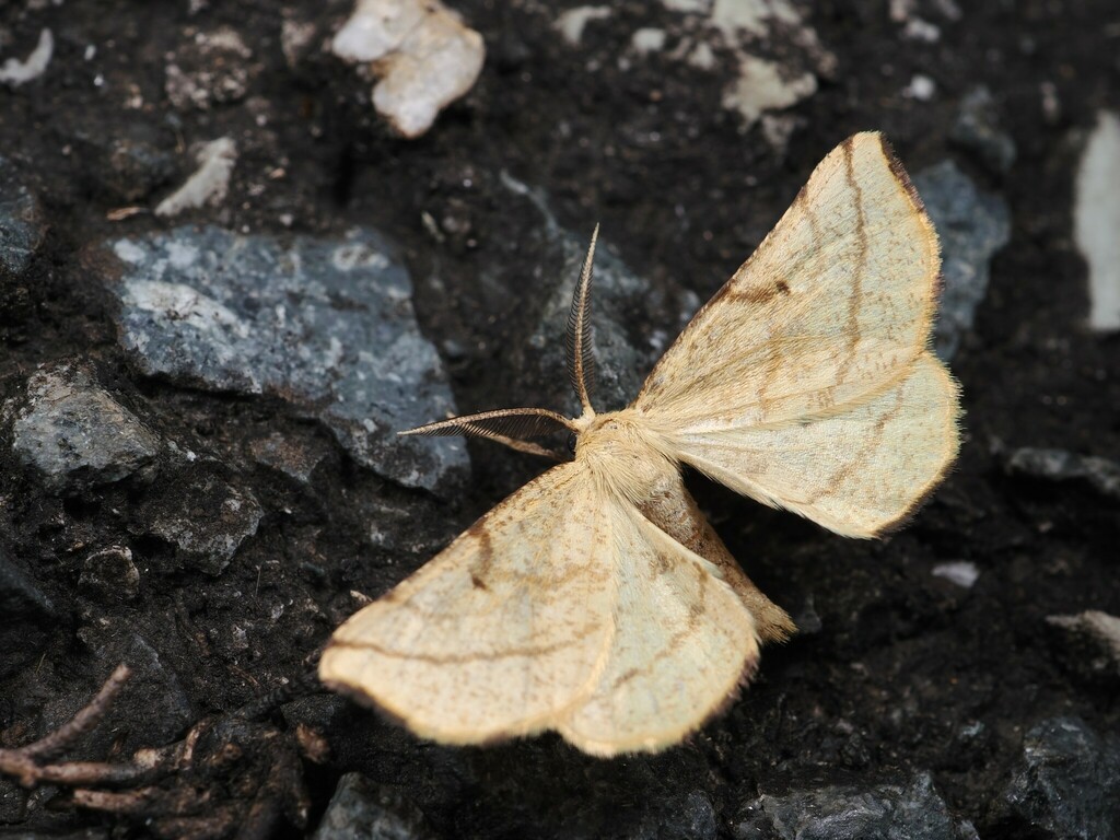 Hypoxystis pulcheraria