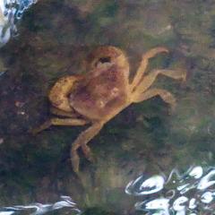 Parathelphusa convexa