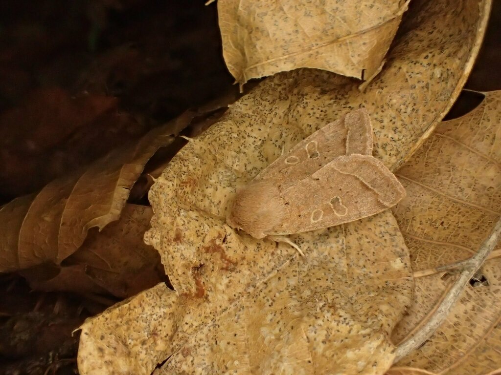 灯りに来たホソバキリガ