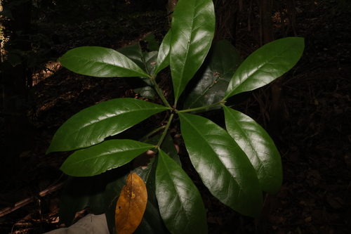 Image of Atractocarpus benthamianus by (c) Greg Tasney, some rights reserved (CC BY-SA)