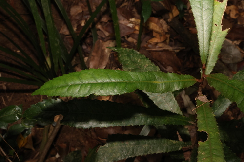 Image of Helicia ferruginea by (c) Greg Tasney, some rights reserved (CC BY-SA)