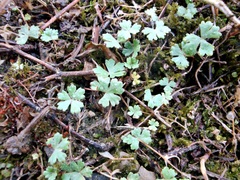 Hydrocotyle batrachium
