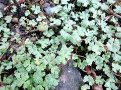 Hydrocotyle batrachium