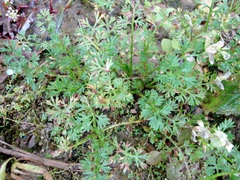 Soliva anthemifolia