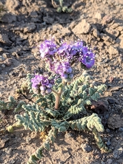 Phacelia popei