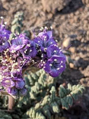Phacelia popei