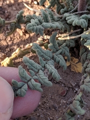 Phacelia popei