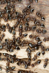 Crematogaster cerasi