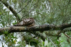 Short-Tailed Nighthawk photo 1