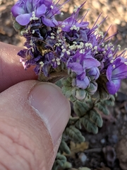 Phacelia popei