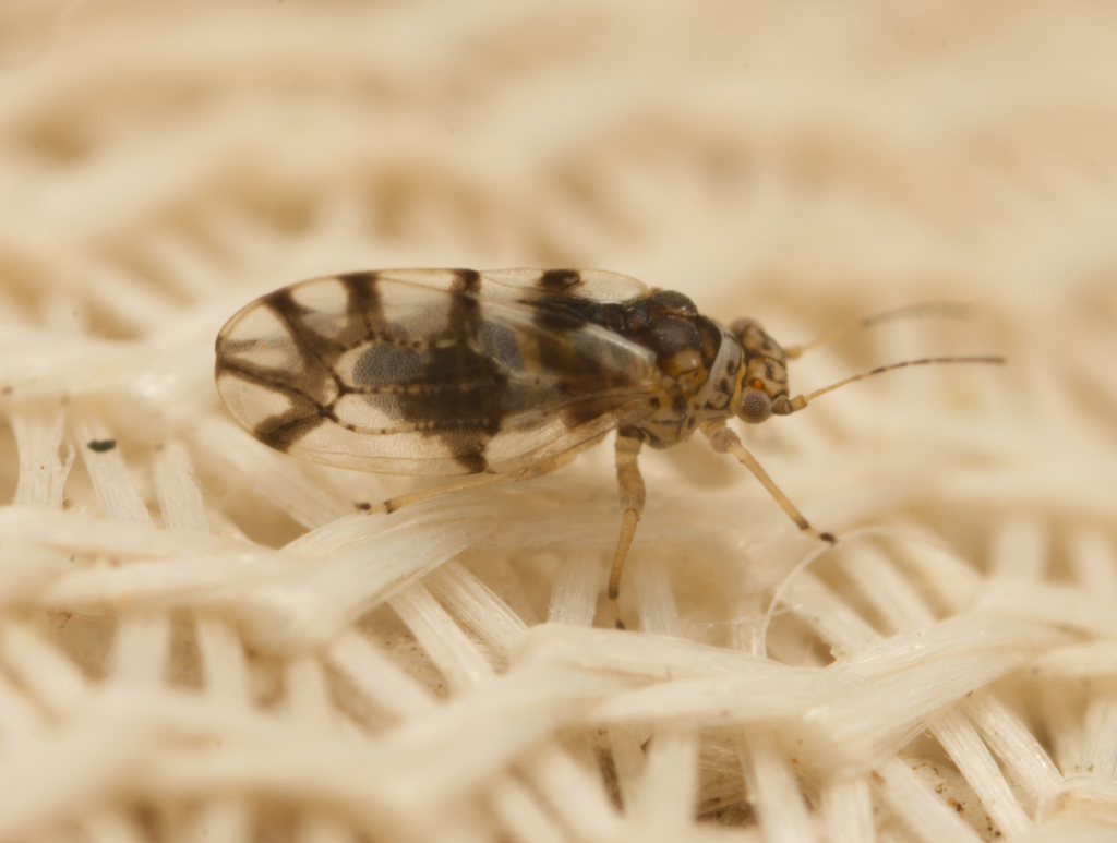 Anomalopsylla