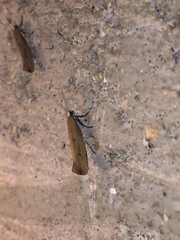 Ypsolopha