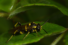 Macrophya succincta