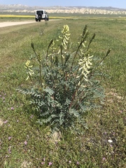 Astragalus oxyphysus