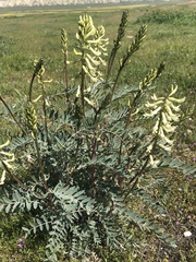 Astragalus oxyphysus