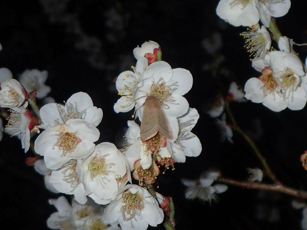 ウメの花に来たブナキリガ