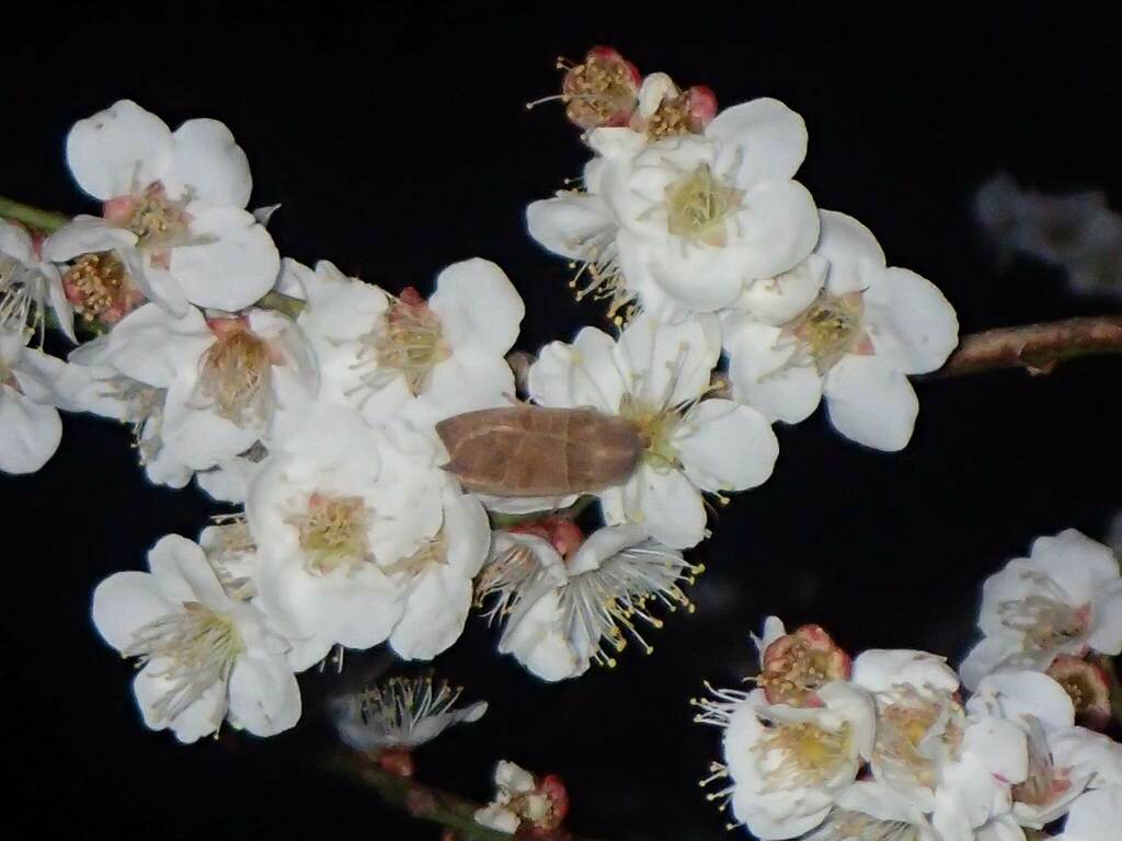 ウメに訪花したウスミミモンキリガ