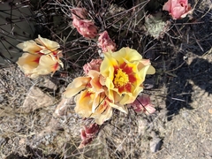 Opuntia azurea diplopurpurea