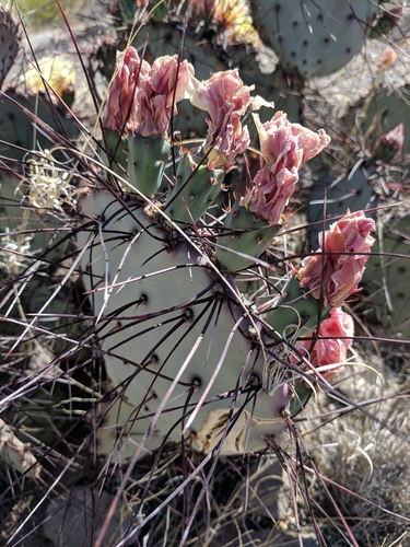 Opuntia aureispina, photograph 6