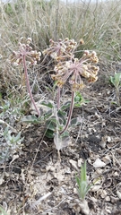 Asclepias scaposa