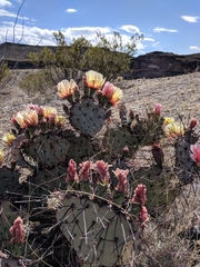 Opuntia azurea diplopurpurea
