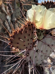Opuntia azurea diplopurpurea