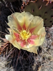 Opuntia azurea diplopurpurea