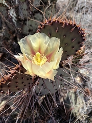 Opuntia azurea diplopurpurea