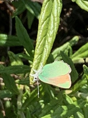 Callophrys dumetorum perplexa