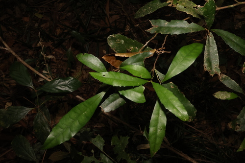 Image of Helicia glabriflora by (c) Greg Tasney, some rights reserved (CC BY-SA)